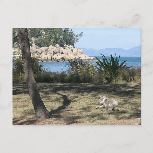 A young koala at the beach postcard (Front)