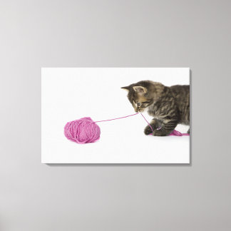 A young tabby kitten playing canvas print