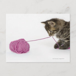 A young tabby kitten playing postcard