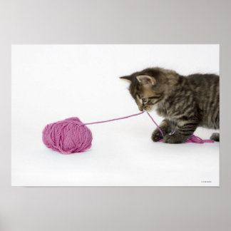 A young tabby kitten playing poster