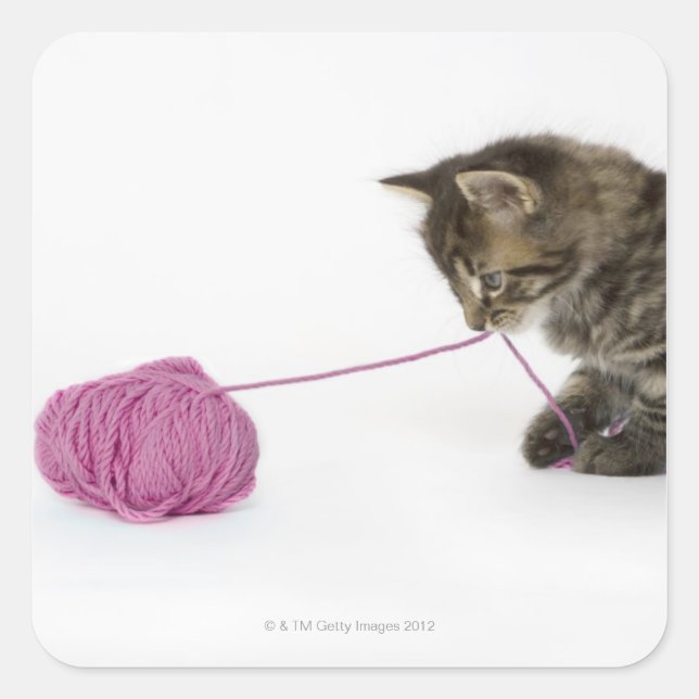 A young tabby kitten playing square sticker (Front)