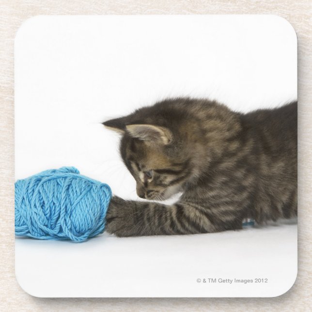 A young Tabby kitten playing with wool. Coaster (Front)