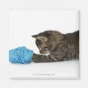 A young Tabby kitten playing with wool. Magnet