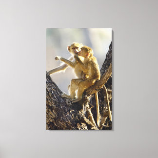 A young Yellow baboon  (Papio cynocephalus) Canvas Print