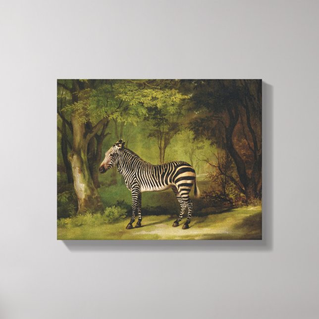 A Zebra, 1763 (oil on canvas) Canvas Print (Front)