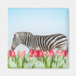 A Zebra Among the Tulips Magnet