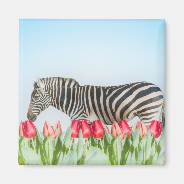 A Zebra Among the Tulips Magnet (Front)