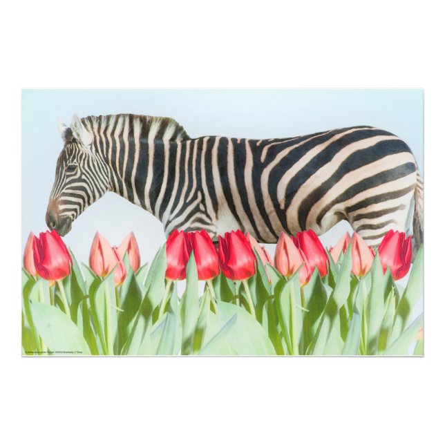 A Zebra Among the Tulips Photo Print (Front)