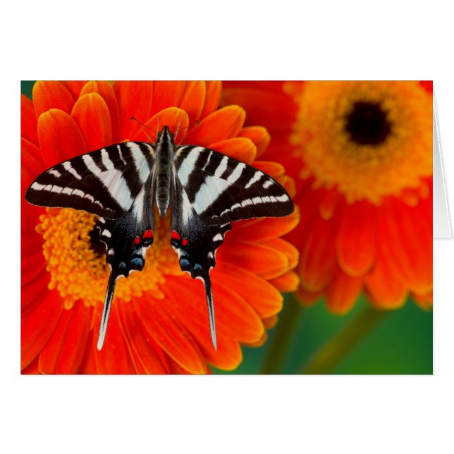 A Zebra Swallowtail Butterfly (Front Horizontal)