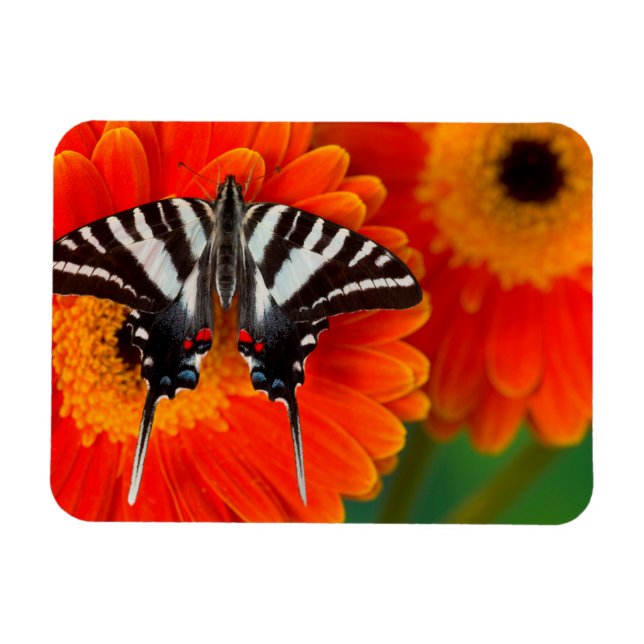 A Zebra Swallowtail Butterfly Magnet (Horizontal)