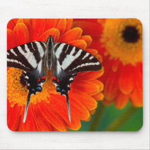 A Zebra Swallowtail Butterfly Mouse Pad