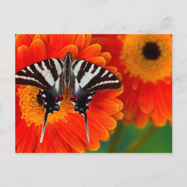 A Zebra Swallowtail Butterfly Postcard (Front)