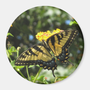 AA- Yellow Swallowtail Butterfly Magnet
