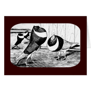 Aachen Band Cropper Pigeons