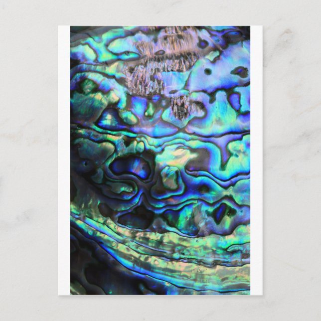 Abalone paua shell postcard (Front)