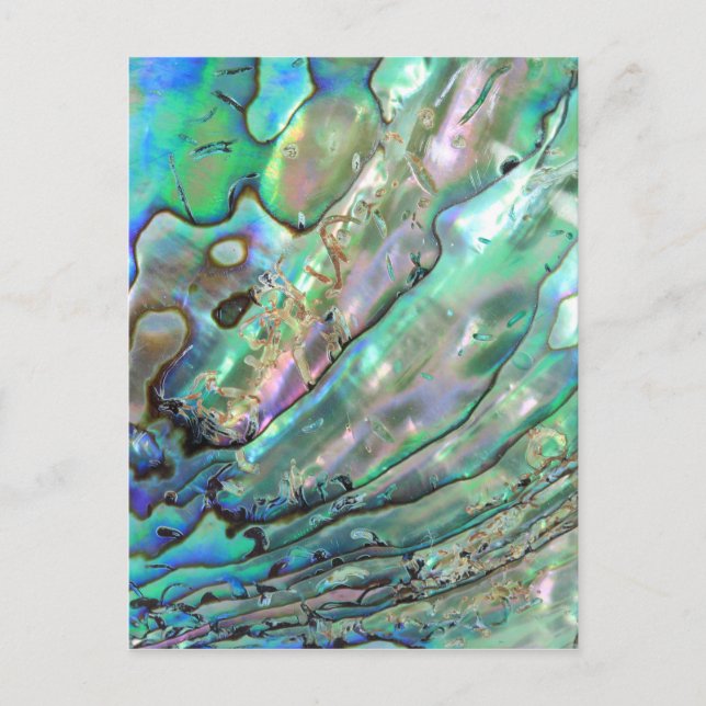 Abalone Postcard (Front)