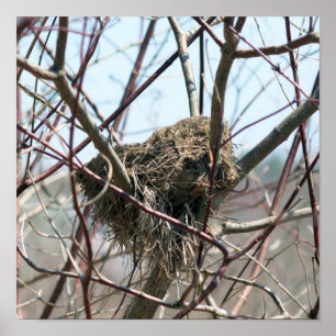 Abandoned Bird Nest In Spring Poster