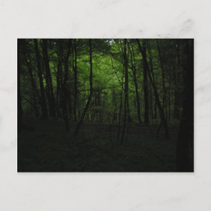 Abandoned dark forest postcard