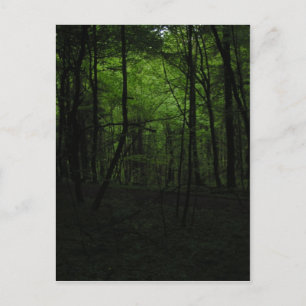 Abandoned dark forest postcard
