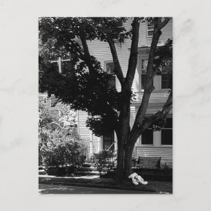 Abandoned Stuffed Teady Bear Under Tree Postcard
