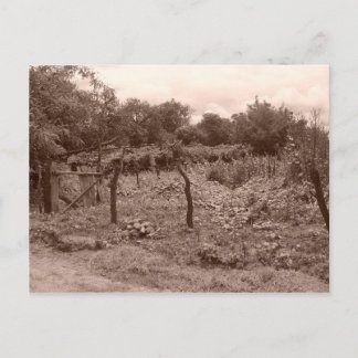Abandoned vineyard 2 postcard