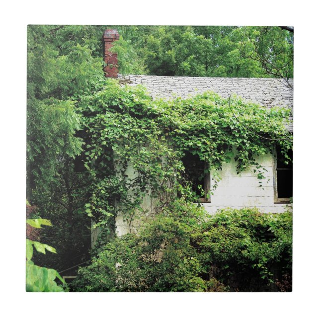 Abandoned White House in the Woods Tile (Front)