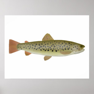 Abant Trout Poster