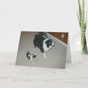 Abby & Ava~Amazing & Awesome Border Collies Holiday Card