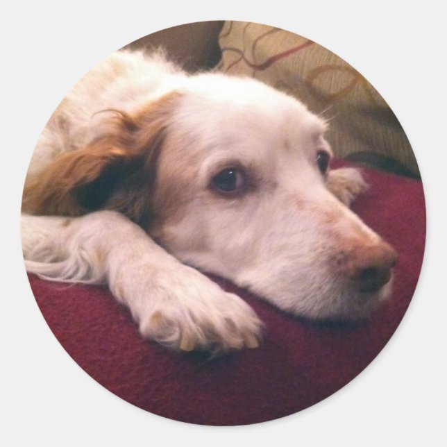 Abby Brittany Spaniel Classic Round Sticker (Front)