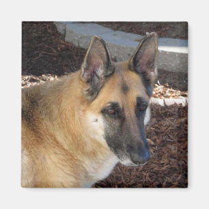 Abby German Shepherd Magnet