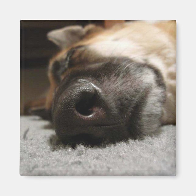 Abby Sleeping German Shepherd Magnet (Front)