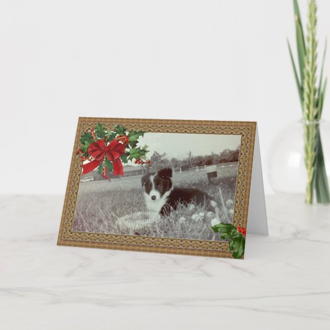 Abby the Awesome Border Collie~Christmas Card (Front)