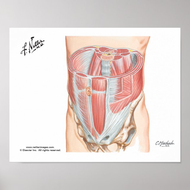 Abdominal Muscles Poster (Front)