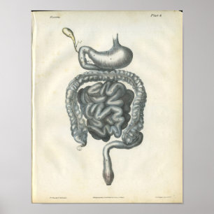 Abdominal Organs Anatomy Print