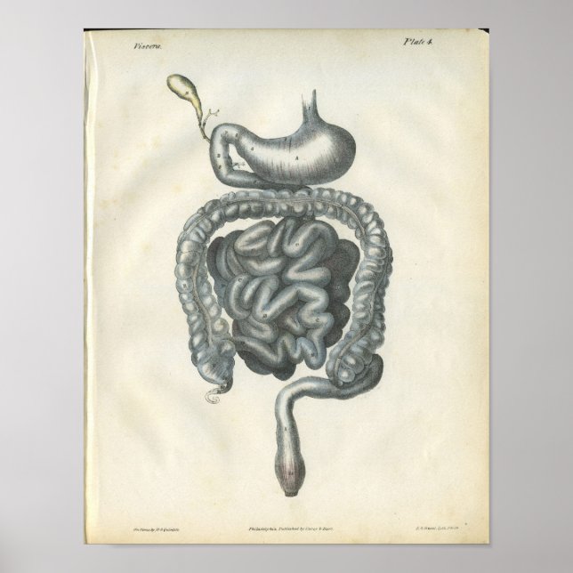 Abdominal Organs Anatomy Print (Front)