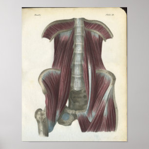Abdominal & Pelvic Muscles Anatomy Print