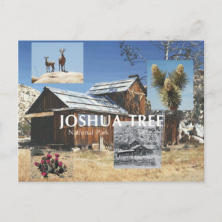 ABH Joshua Tree Postcard