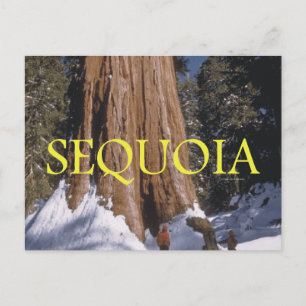 ABH Sequoia Postcard