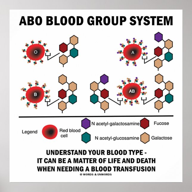 ABO Blood Group System Understand Blood Type Poster (Front)