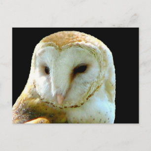 About Barn Owl Post Card