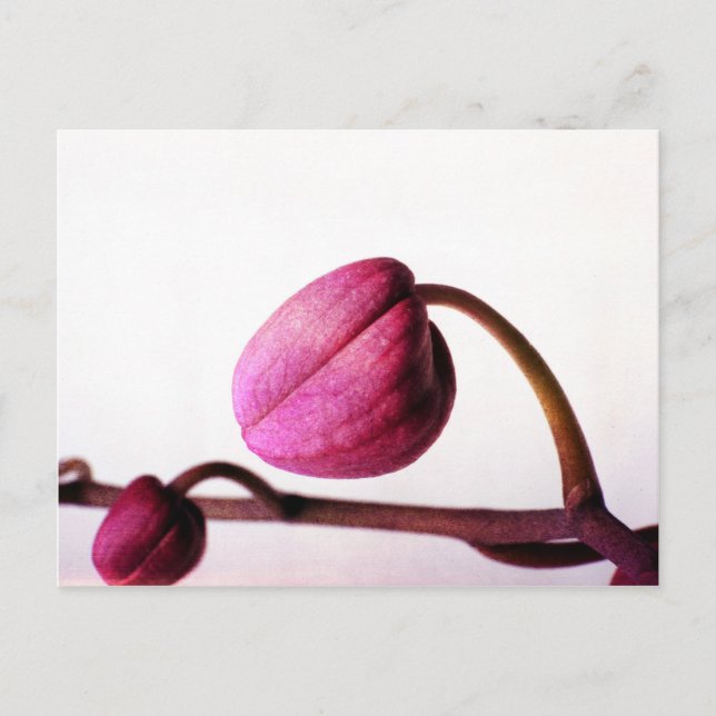 About to Bloom Postcard (Front)