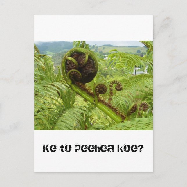Above the Canopy: Kiwiana Postcard (Front)