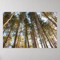  Above the Trees – Peaceful Nature Landscape