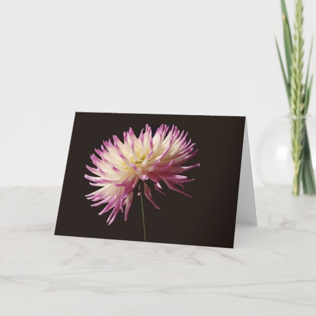 absolute beauty card (Front)