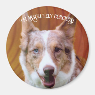 "Absolutely Corgious!" Magnet