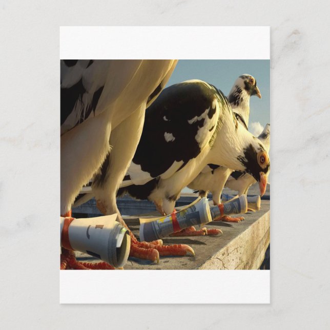 Abstract Animal Pigeon Message Postcard (Front)