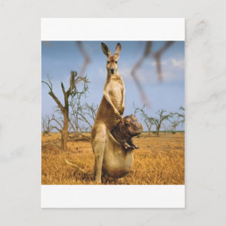 Abstract Animals Kangaroo Baby Shock Postcard