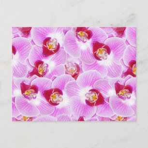 Abstract Background of an Orchid Flower Photograph Postcard