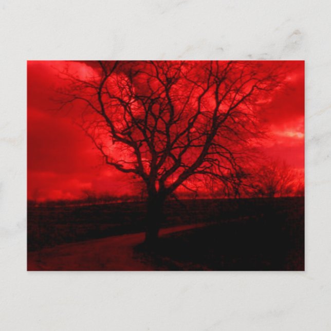 Abstract Bald Tree Postcard (Front)