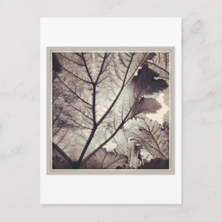 Abstract black and white foliage postcard